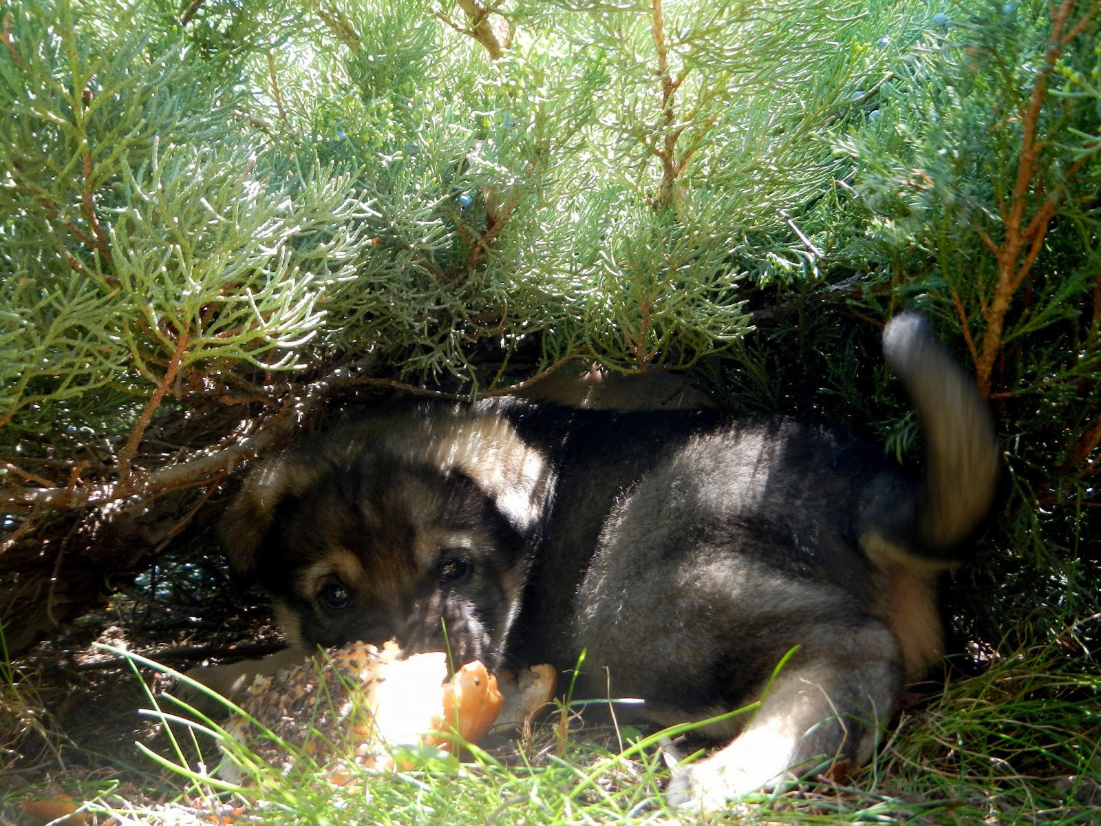 Mutlu Köpek Isırmaz