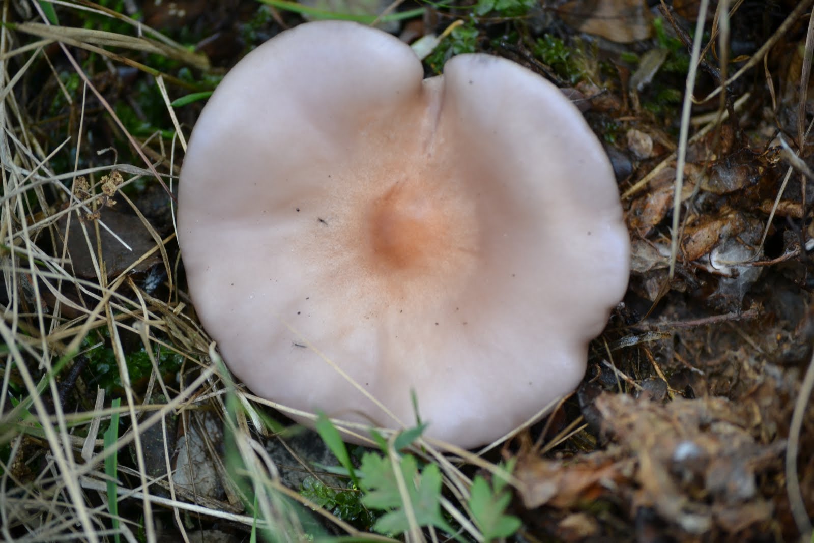 EN EL MONCAYO: Pie Azul (Lepista Nuda)
