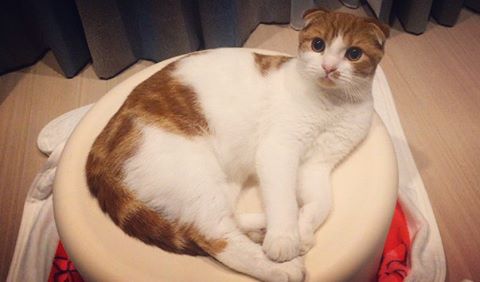 강지영네 고양이 | 인스티즈