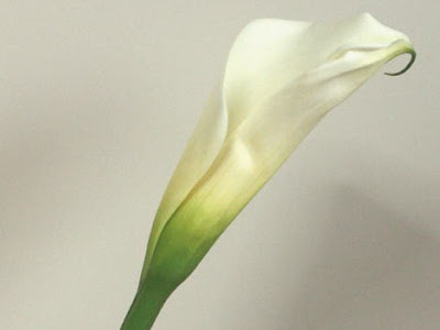 【印刷可能】 カラー 花 値段 700610-カラー 花 ブーケ 値段