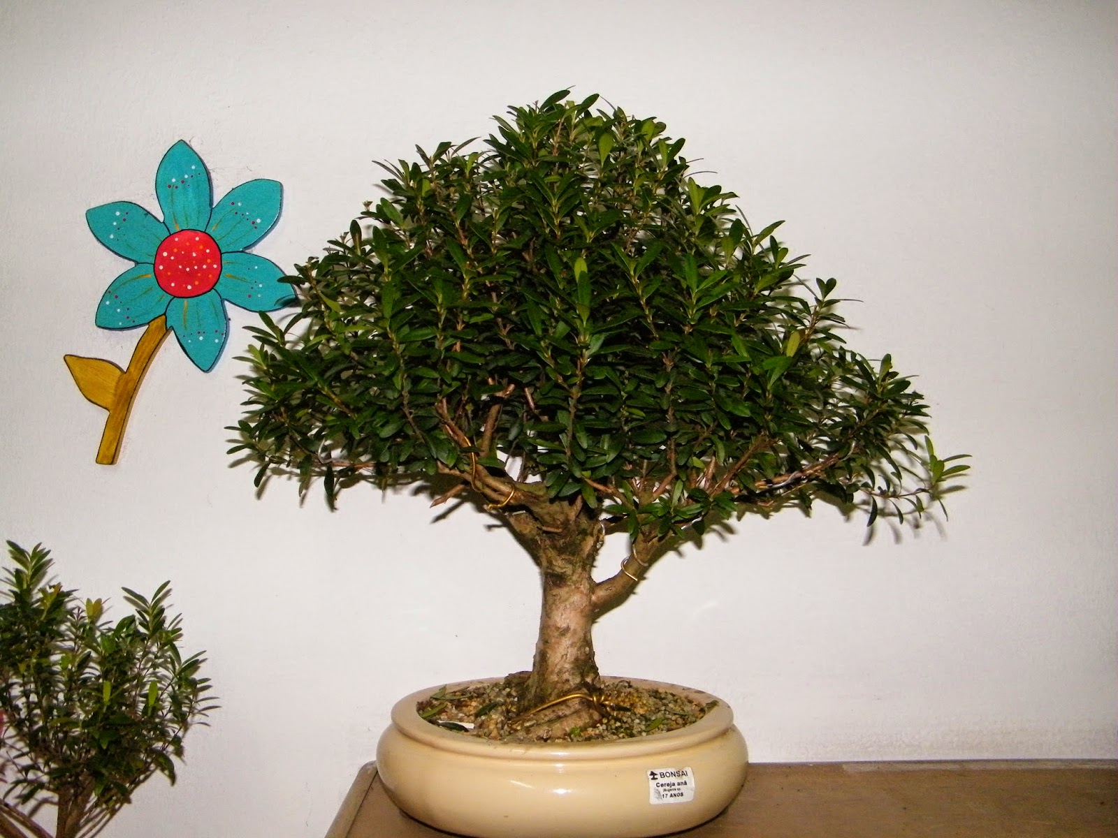 Adeniums e Bonsais Bonsai em Salvador