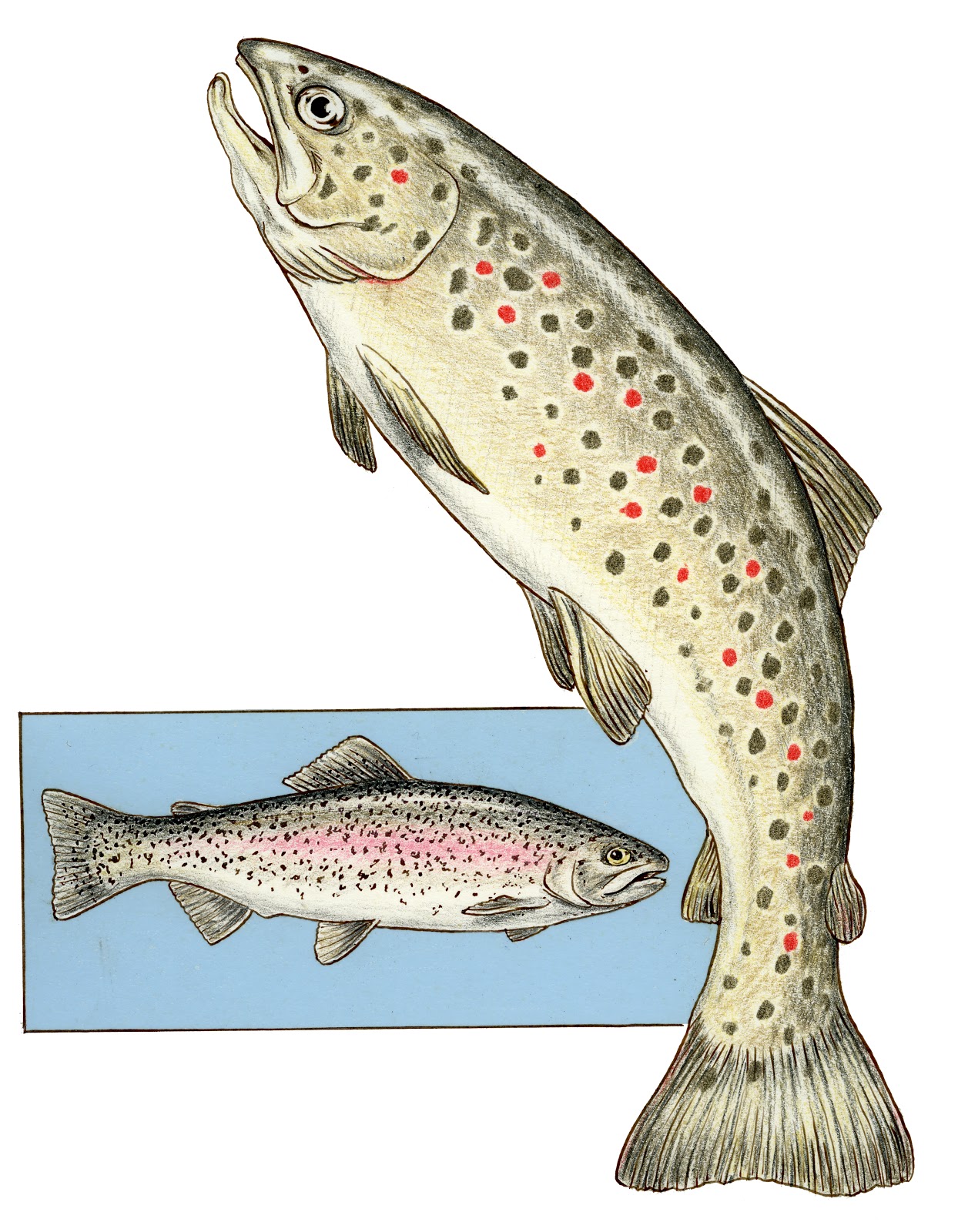 pencilnotes: Folio Society’s facsimile edition: David Attenborough’s