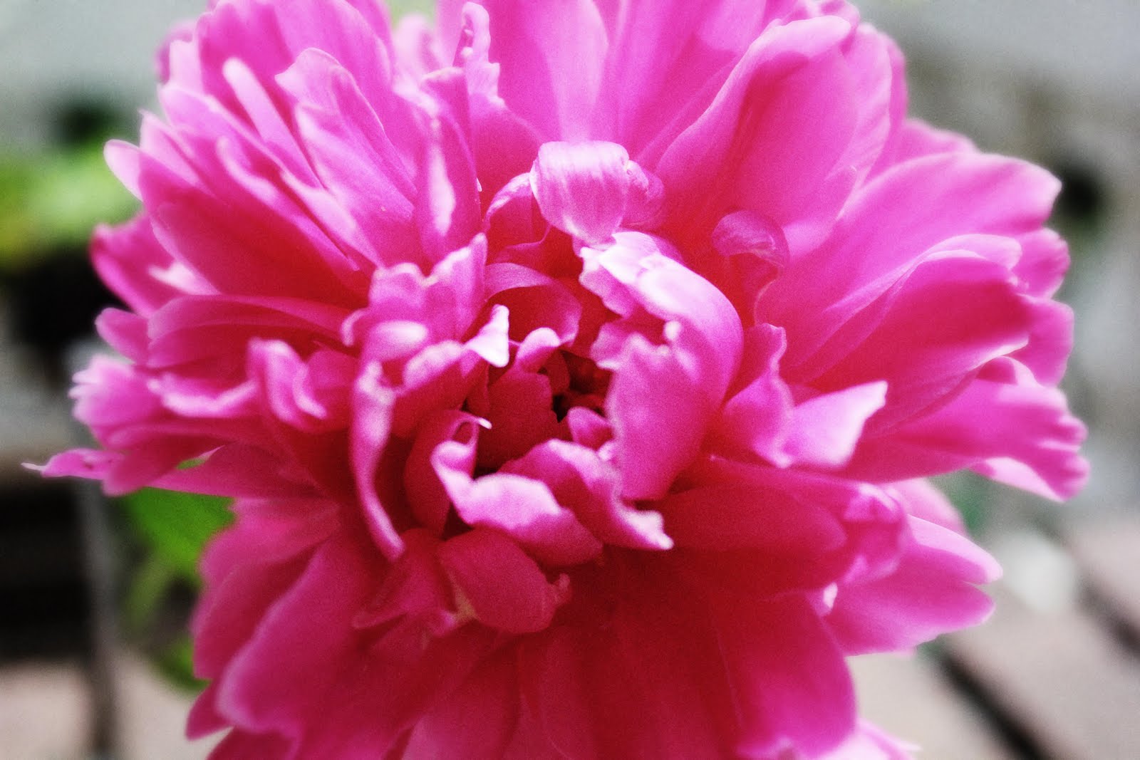 Tanti Auguri A Me La Tazzina Blu