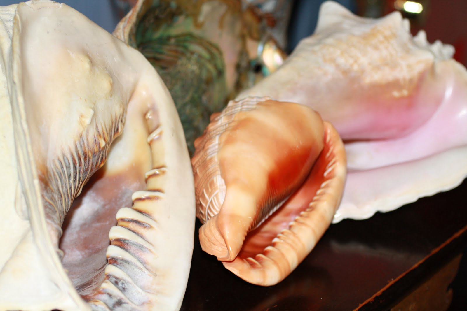 More than sparkle Types of cameo shells