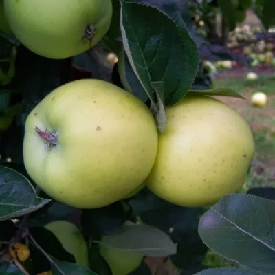 https://www.treesandplants.co.uk/products/Keswick-Codling-Apple-Trees.html