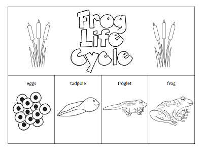 Frog Life Cycle Coloring Page