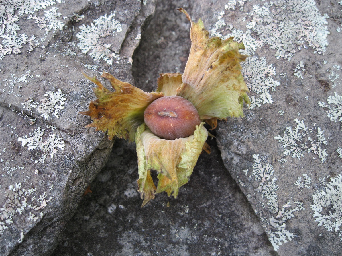 Plants and Stones Hazelnuts