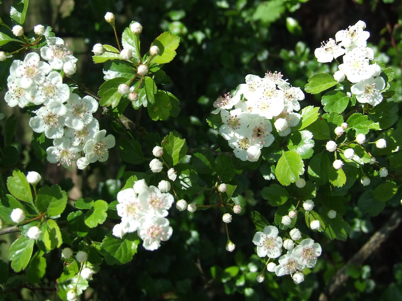 Le Petit Monde de Véro ...: L'églantine ...