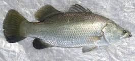 7 Jenis Ikan Air Payau yang Sering Dibudidayakan