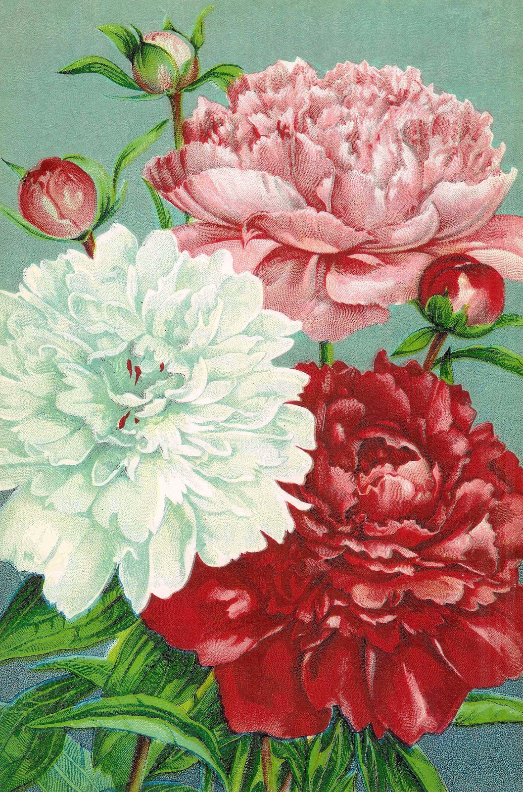 Antique Images: Vintage Flower Clip Art: Pink, Red, and ... (1057 x 1600 Pixel)