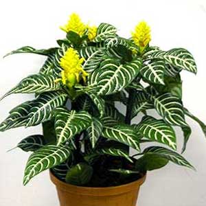 aphelandra squarrosa aphelandra squarrosa
