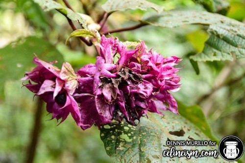 violet forest flower