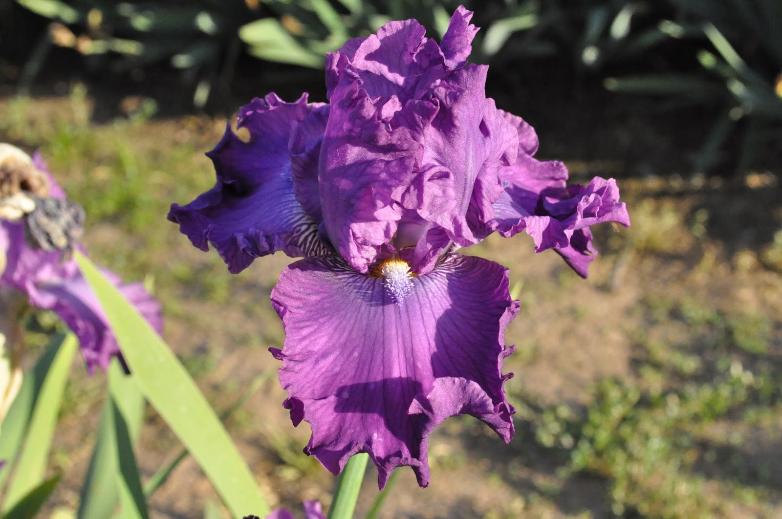 World of Irises California Dreaming 3Fleur de Lis Iris Garden