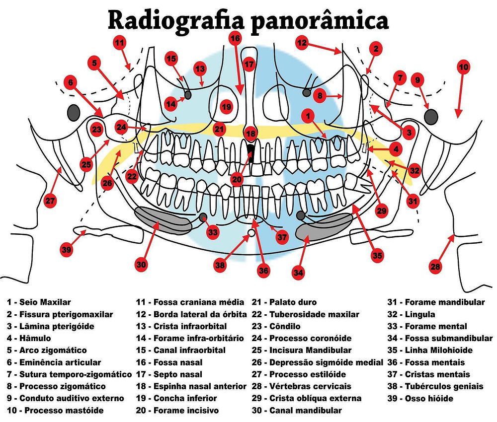 Anatomia Panoramica