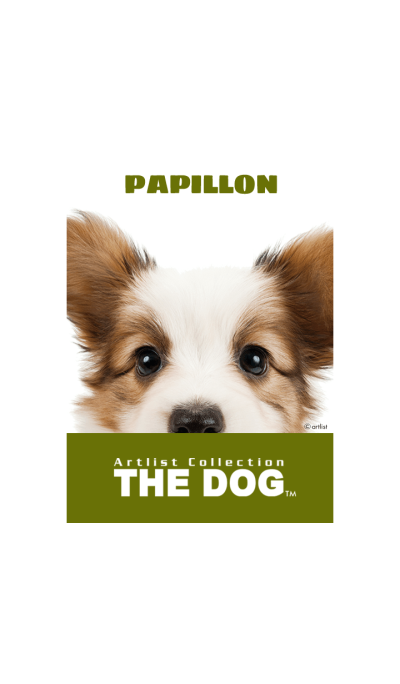 THE DOG Papillon 2