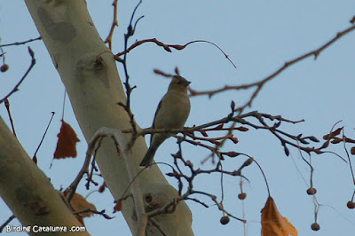 Pinsà comú (Fringilla coelebs)