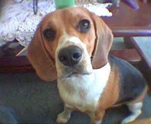 Evie the Bookish Beagle