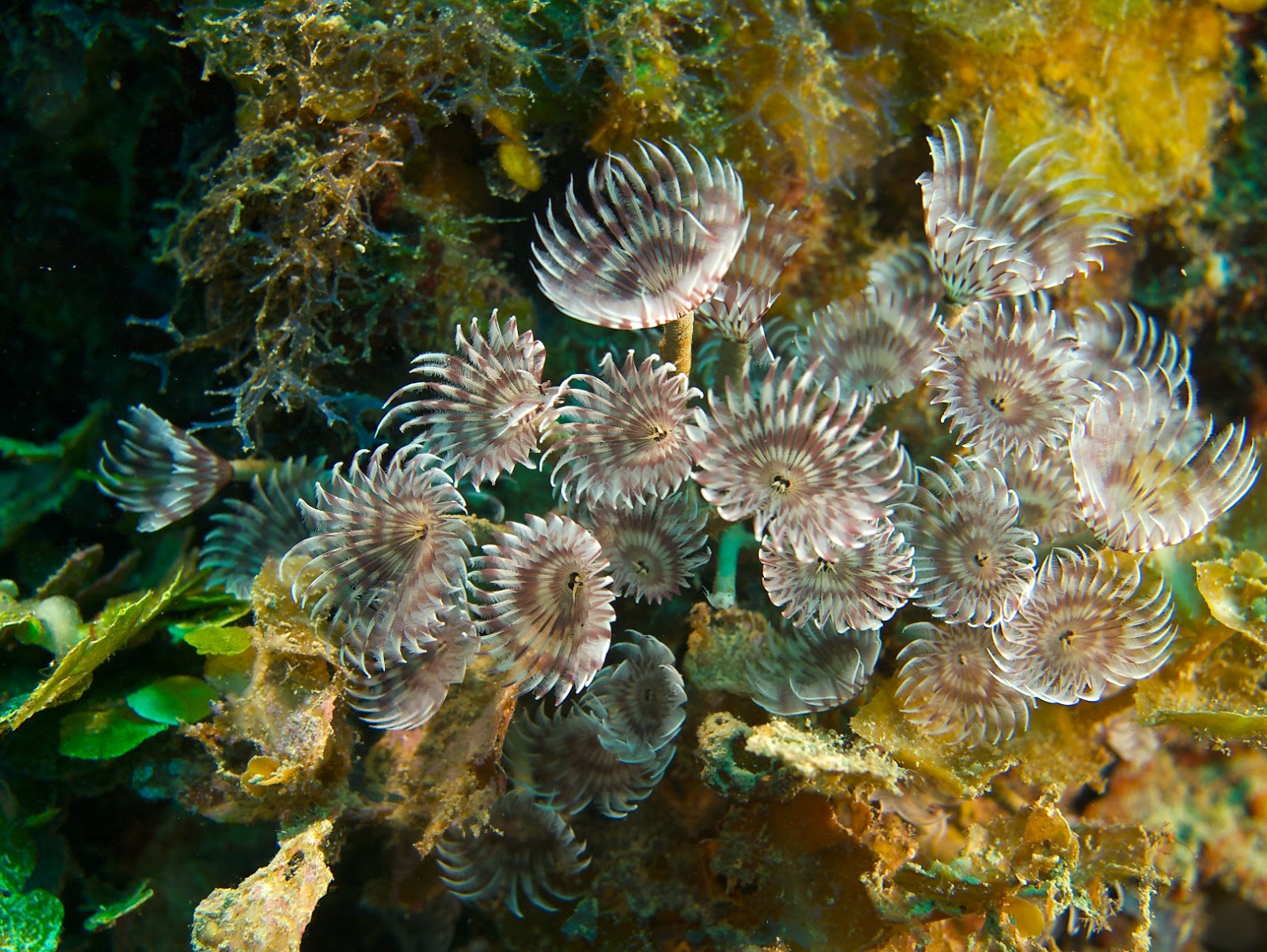 Real Monstrosities Social Feather Duster Worm