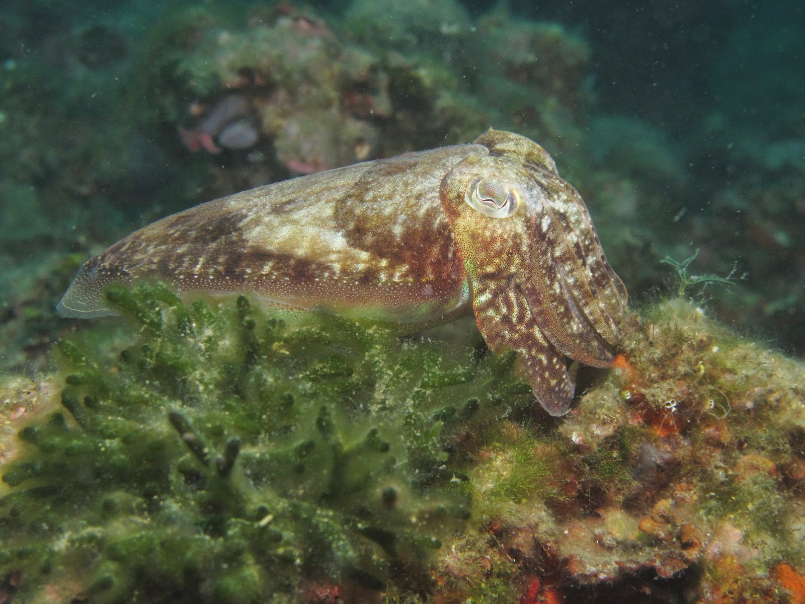 Iluminación Profunda: Sepia o Jibia (Cuttlefish)