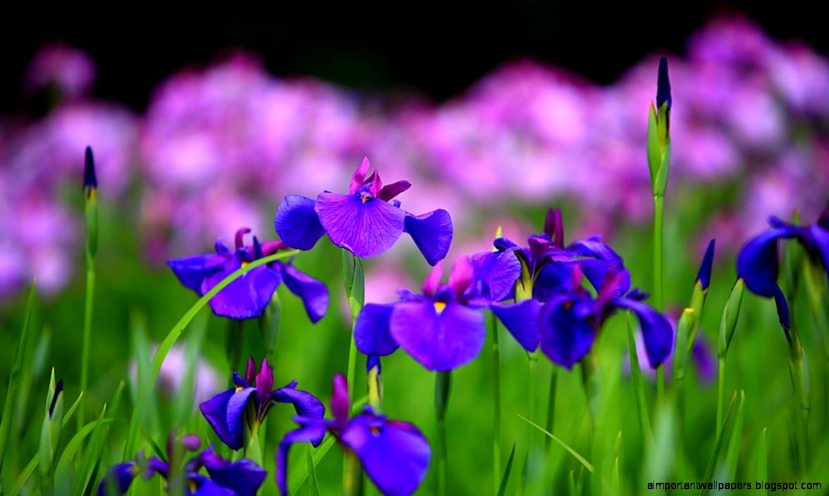 Violet Flower Shiny 1140   Flowers Wallpapers Wallmot
