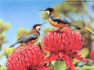 Amazing beautiful Birds Wallpapers High Definition Free