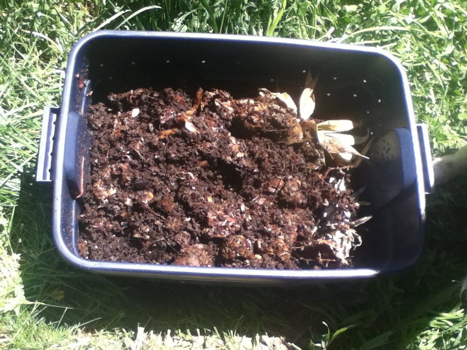 Colorado Mountain Gardener Strategies for Composting in Bear Country