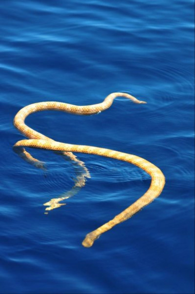 Serpent Research: Two critically endangered sea snakes Aipysurus