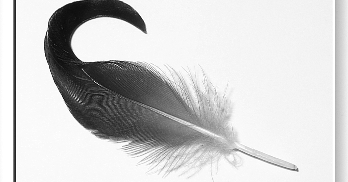 Mallard feather © NF Photo 181010 This is a tail feather from the Mallard m...