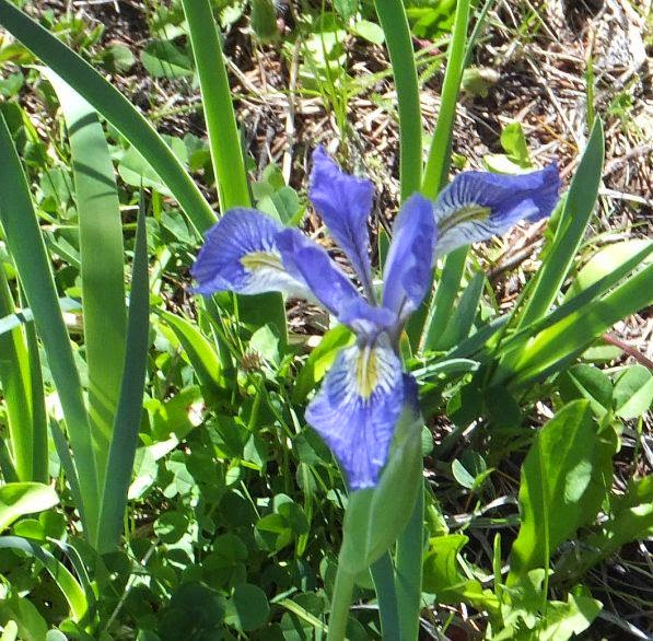 World of Irises Species Irises Back to Nature