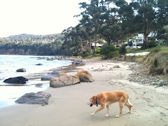 Monty Enjoying the Beach