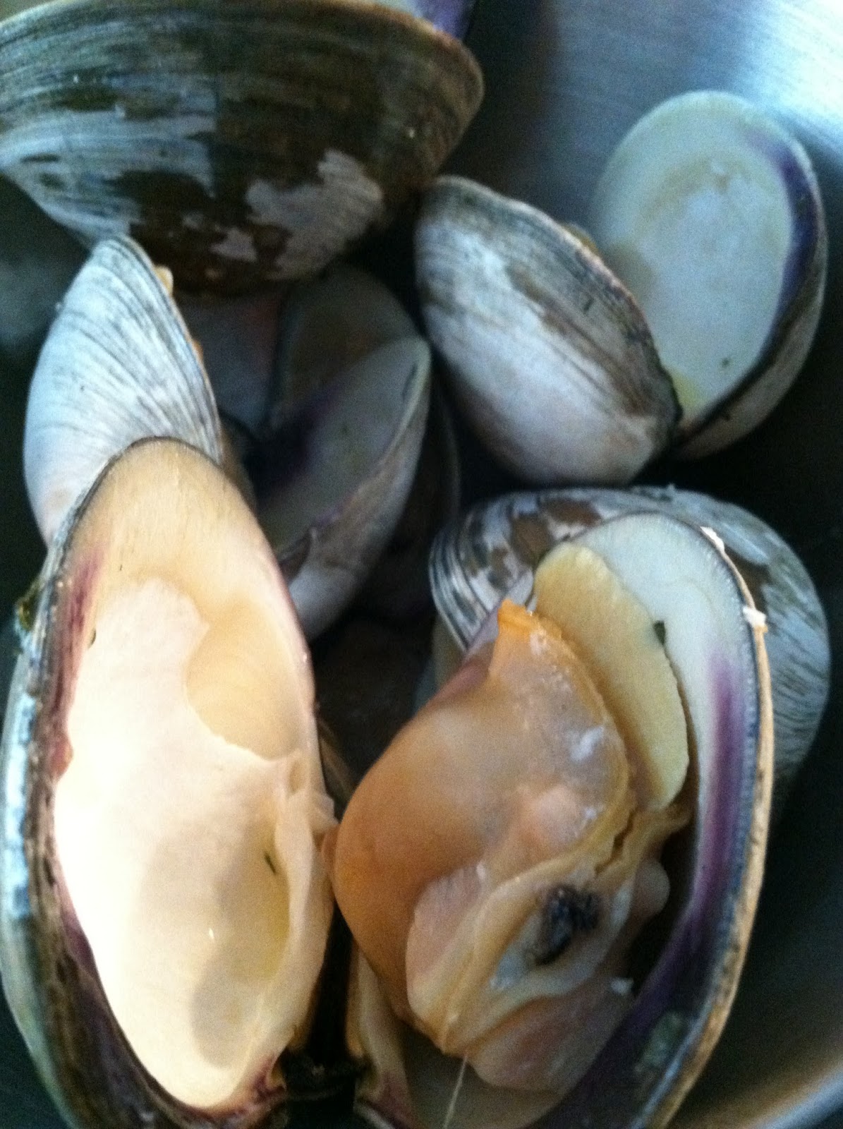 Outdoorsavages From the Sea The Incredible Edible.....Clam?