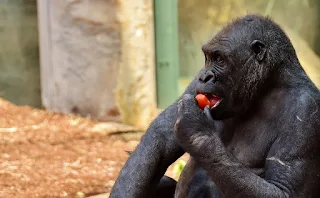 goril, yiyen maymun, Sağlıklı beslenme