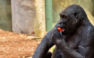 goril, yiyen maymun, Sağlıklı beslenme