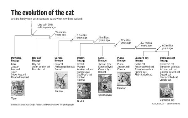 Maria s Science Blog 8B Evolution Of Cats maria-s-science-blog-8b-evolution-of-cats