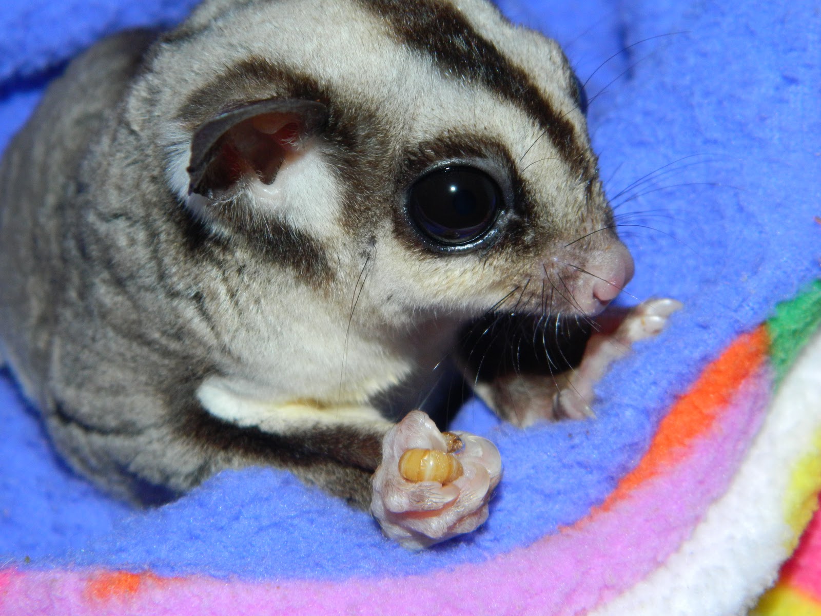 The Compulsive Ramblings Of A Philotherian: Sugar Glider Close-up&hellip;