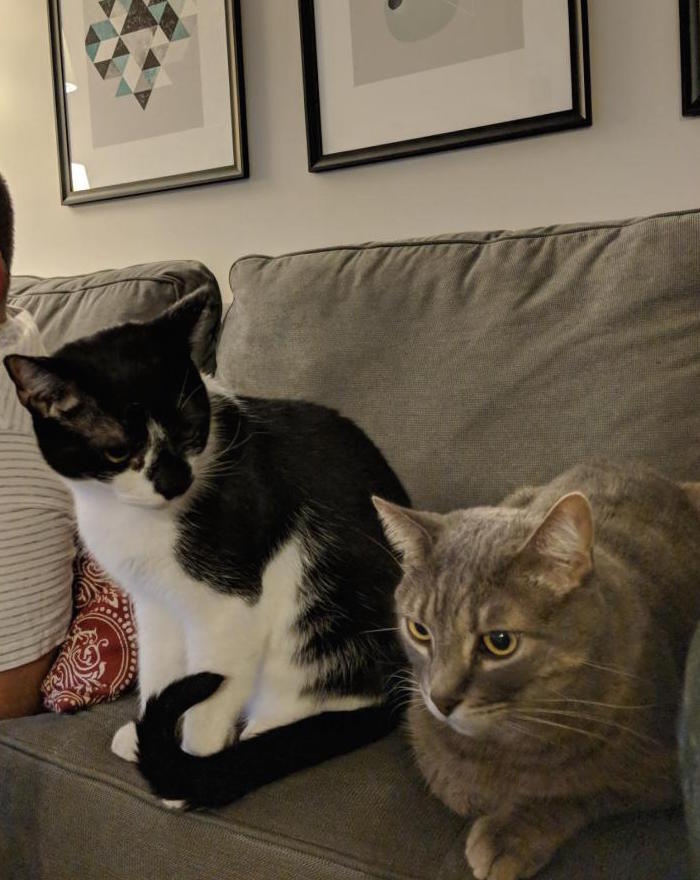 Tabby Fart