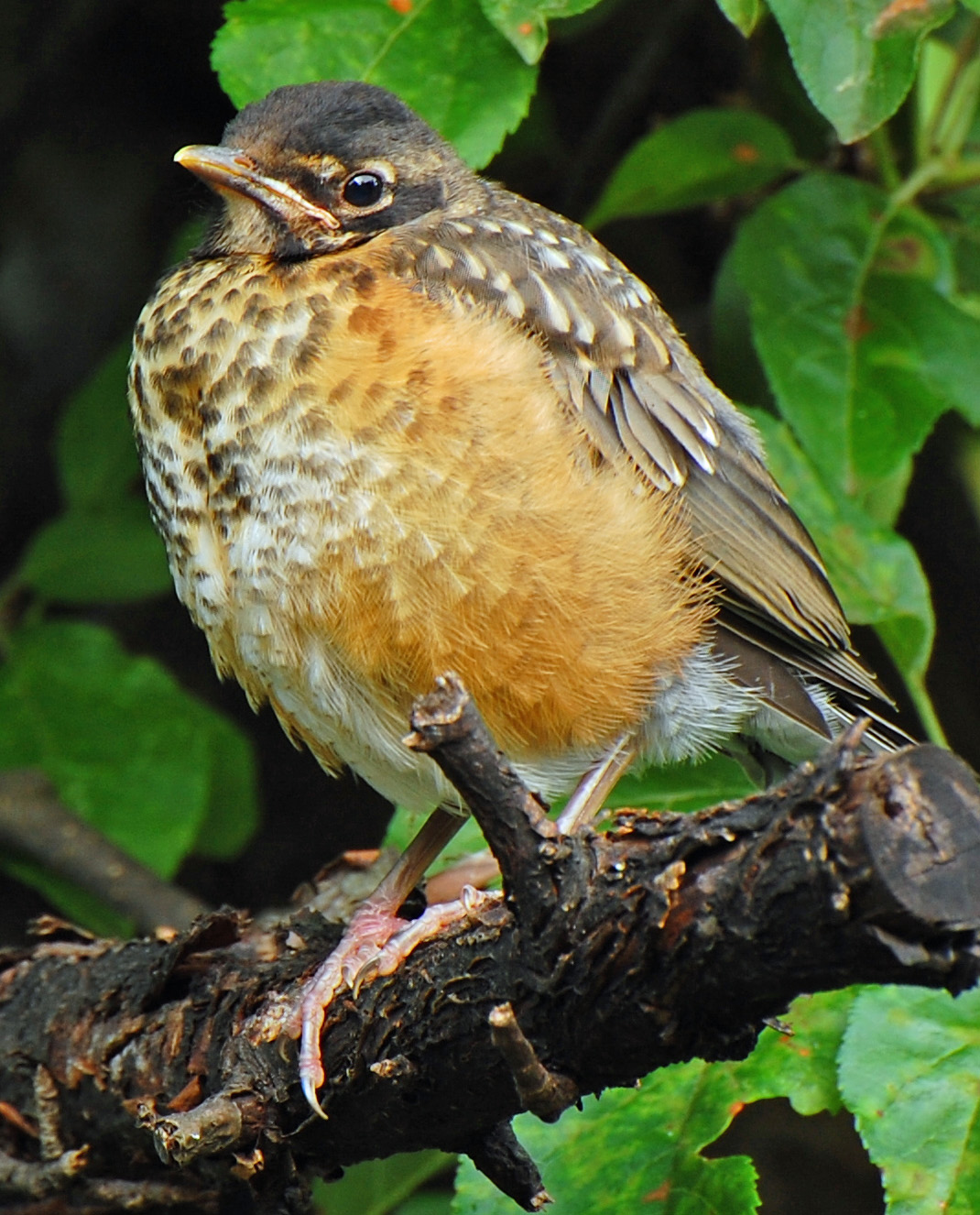 Stewardship Garden: Baby birds