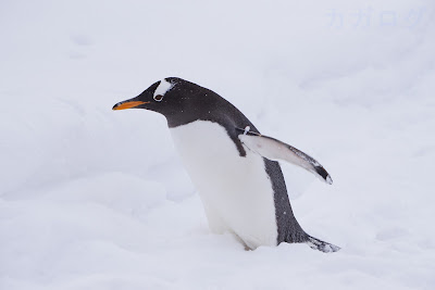 雪上を歩くジェンツーペンギン