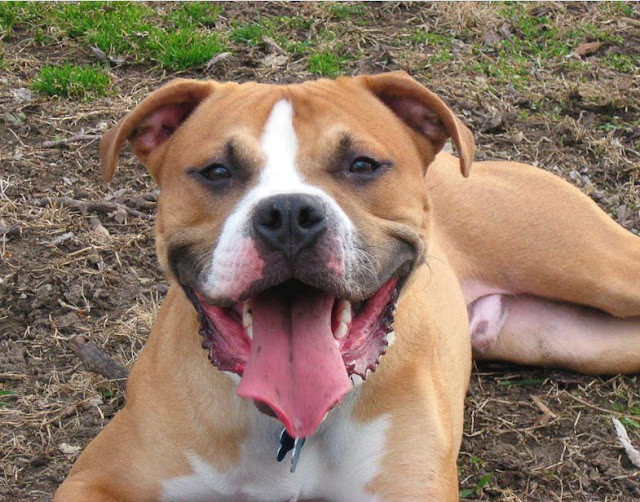 Dogs That Bite The Most Dogs Breeds Guide