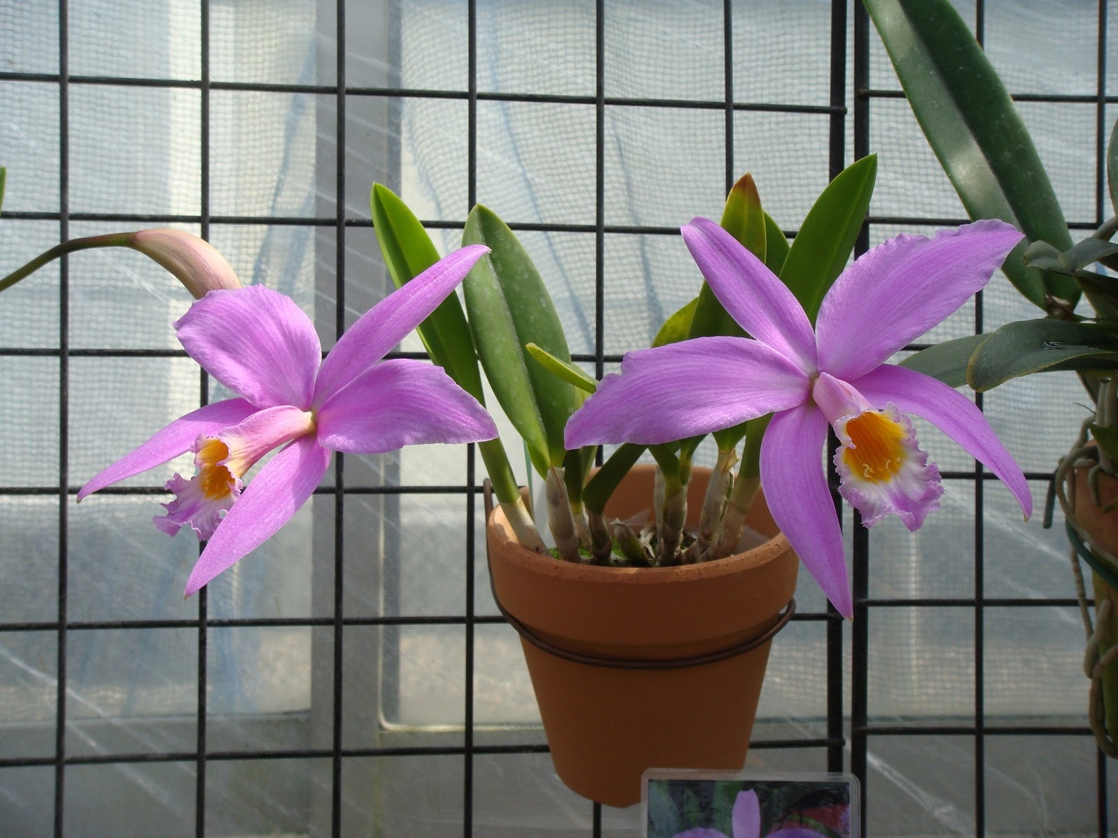 Laelia jongheana