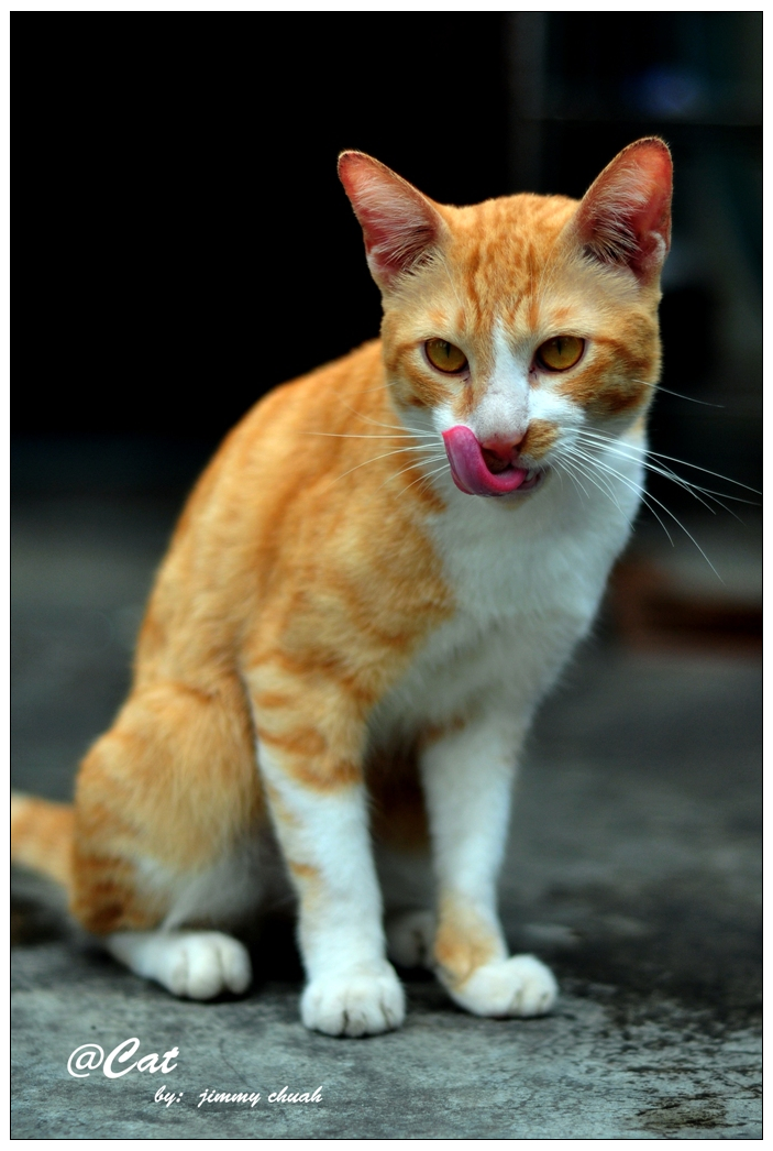 jimmychuah Cat in Jit Yang Cafe Kuching