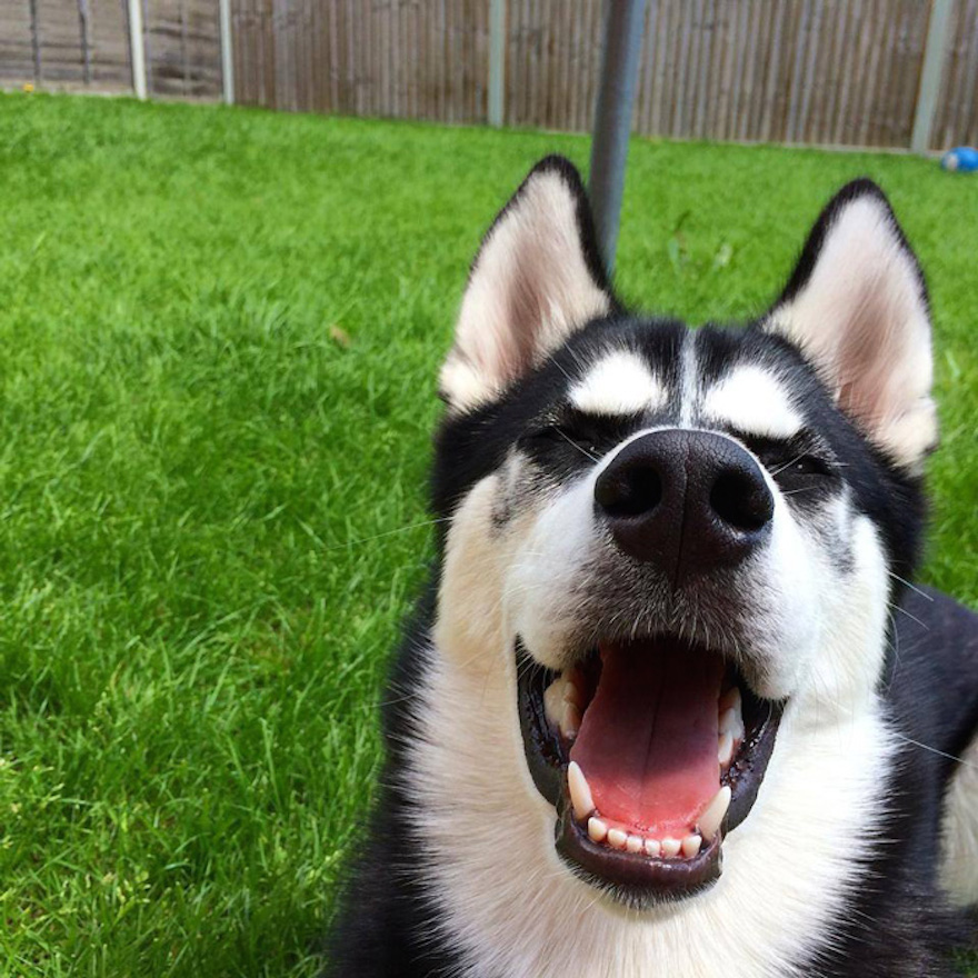 Owner Pretends To Throw Ball And Successfully Captures The Moment Dog Realizes He Was Betrayed - Keep him happy and he is a gorgeous grinning sweetheart!