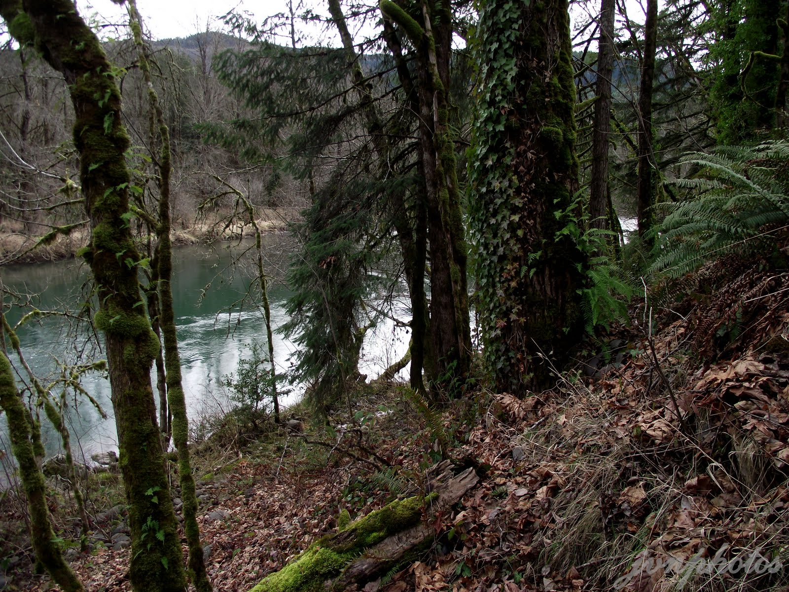 Photos by Jan Cedar Flat and Leaburg 13 and 15 miles East of