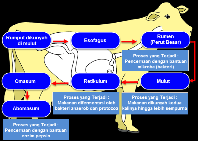 Retikulum pada organ pencernaan sapi disebut juga perut