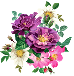transparent rose bouquet clipart floral flower flowers studio theworldofdesignpatterns drawing