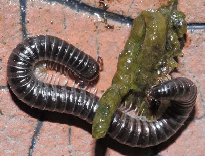what do wood louse eat what do wood louse eat