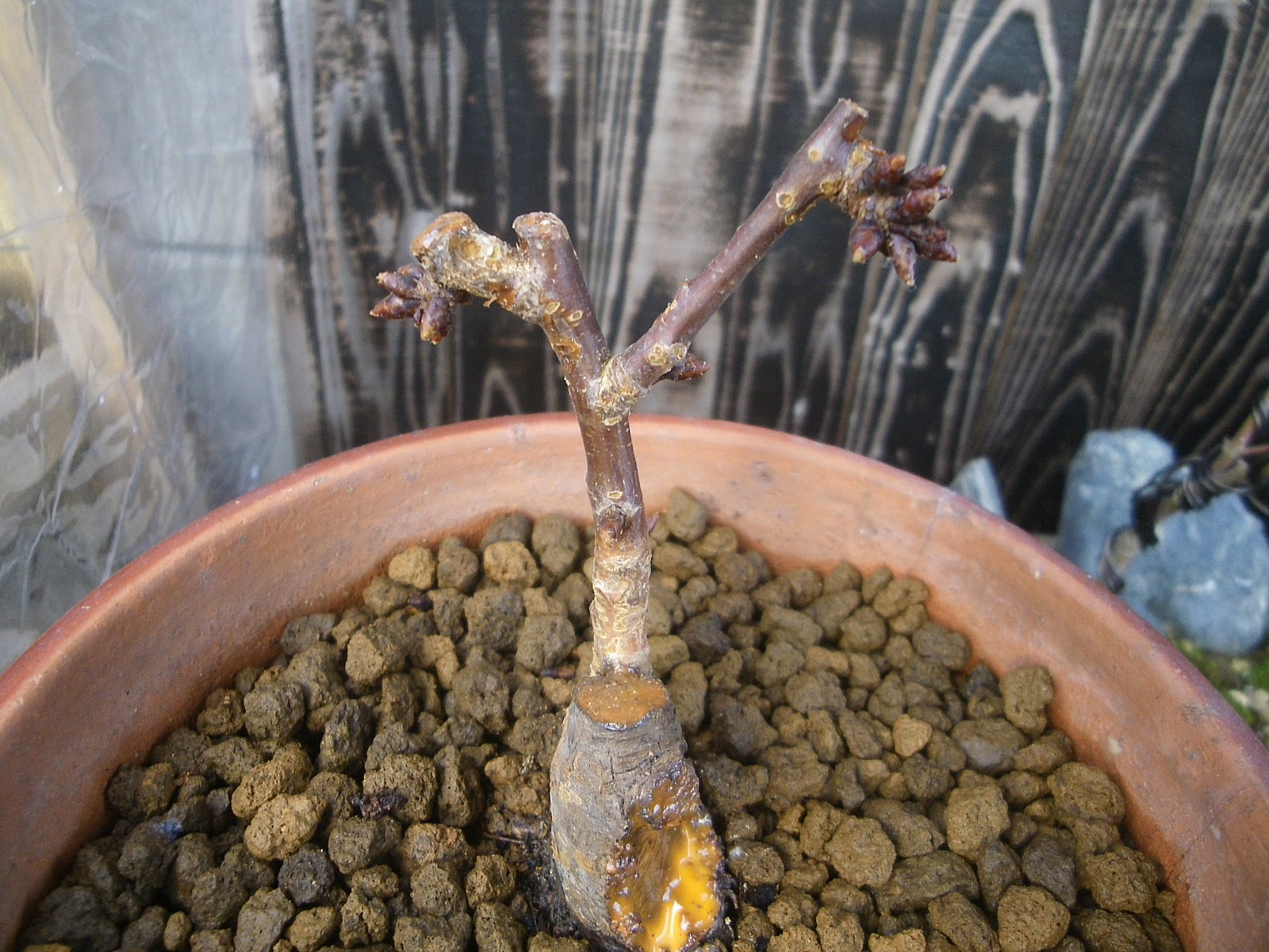 枯れたミニ盆栽を回復させる方法はある 旭山桜で実践 メダカの大工