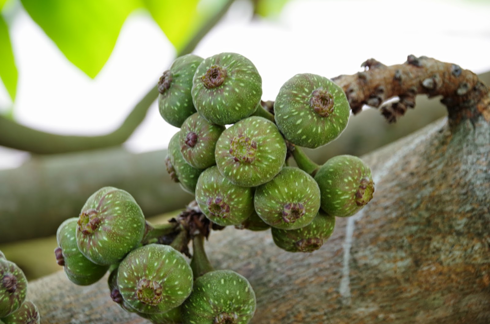Trees and Plants: Broad leaf Fig, Elephant Ear Fig, Roxburgh Fig