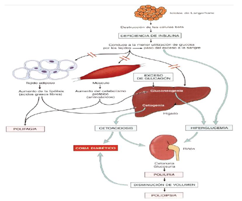 Cientifícate conmigo! Conoce la Diabetes Mellitus