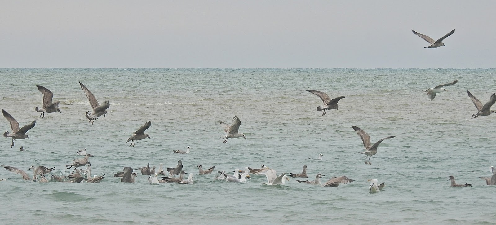 Nature Botherer Eastbourne Beach and Weir Wood Reservoir